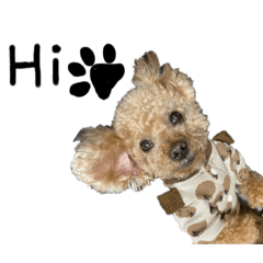 我是勾錐的王毛毛