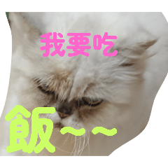 貓貓餓了