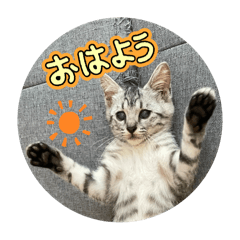 chiko_20250921142740