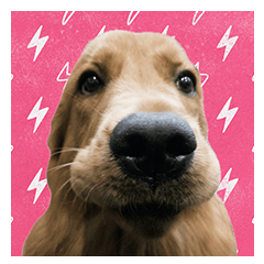 黃金獵犬-麥麥來了૮ ⚆ﻌ⚆ა