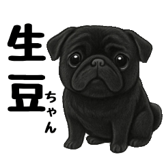 Kimame the black pug