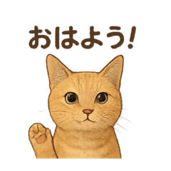 TORANEKO NO EVERY DAY 2