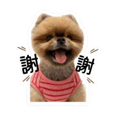 可愛的吉米主人的女兒做的