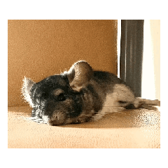 動く 我が家のクロちゃん