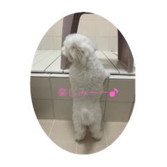 my PET Choco
