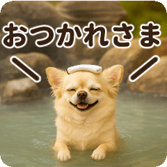 You can use it! Chihuahua in autumn