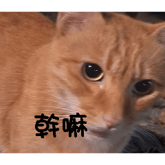 我的貓貓們大合輯