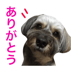 可愛い犬 くろまめ 日常会話 Line スタンプ Line Store