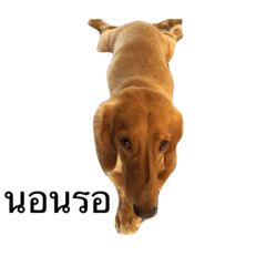 Dachshund MB