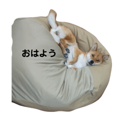 hachi_20250922201305