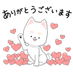 My color 柴犬　白