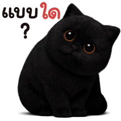 แมวดำ อ้วน