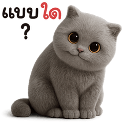 แมวเทา อ้วน