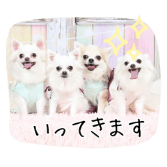 Tiny Chihuahua Moments Stickers