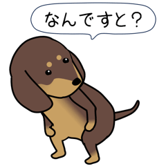 極・激しく尻尾をふるダックス 2