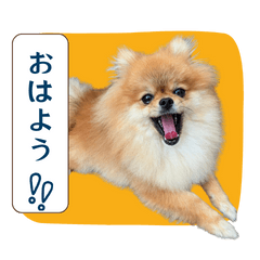 Tiny Pomeranian Moments Stickers