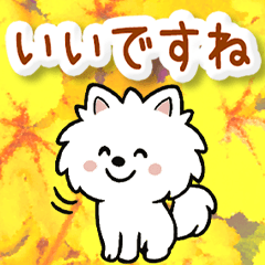 動く☆大人やさしいポメラニアンと野の花