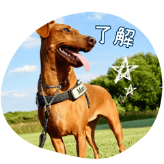 Miniature Pinscher Daily Life