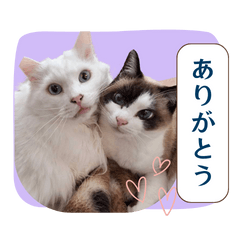 My Cats Daily Life Sticker