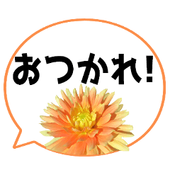 *Flower* Dahlia & Speech bubble Colorful