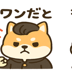 Delinquent Shiba Inu