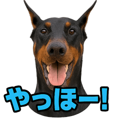 Happy Animal_Doberman 1