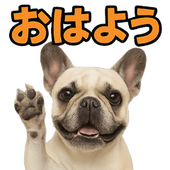 Happy Animal_French Bulldog 1