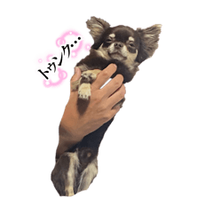 ringo_20250923015606