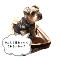 Schnauzer Cocoa Daily Life