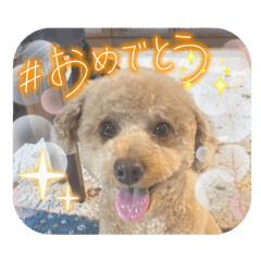 Happy Toy Poodle Mocha