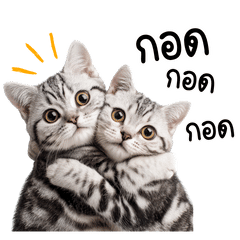 แมวลานยทางเพื่อนรัก - Love Love