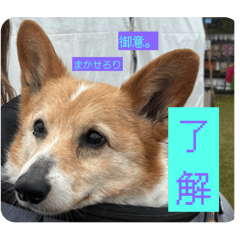 he is kinako.Pretty dog.
