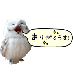 動く！フワフクロウちゃん