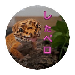 amber_20250923123246