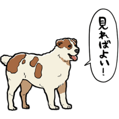 Turkmenistan dogs Alabai