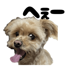 hachi_20250922233707