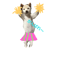 shibainu1234