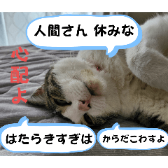 Cute and mischievous cat