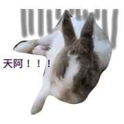 Pet Rabbit-2