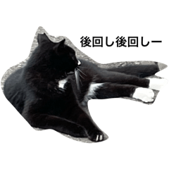 patrilineal cat