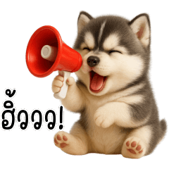 ไซบีเรียนฮัสกี้จอมกวน วีนทุกวัน