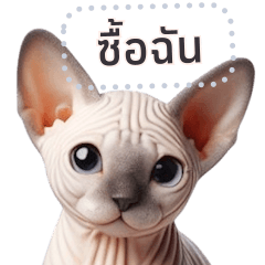 แมวไม่มีขนมีขน ☆ กรอกข้อความสติกเกอร์