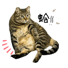 陳妞妞的日常❤️