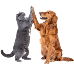 Peaceful with friendly animals'high five