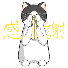 動く！お座りネコちゃんはっちー。