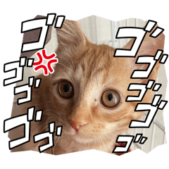 sherry_20250923175644