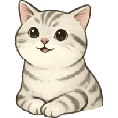 natacha cat so cute american short hait