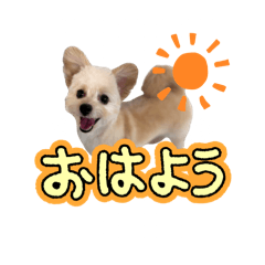 SHIBA MOMO_20250923195941
