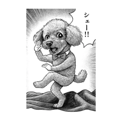 トイプードルマロンちゃん6