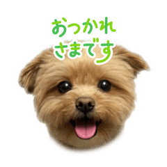 hachi_20250923192519